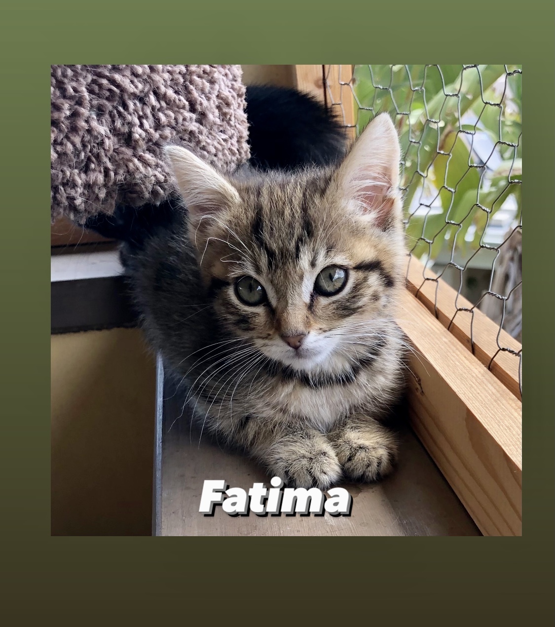 Fatima detail page