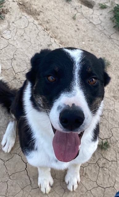 Dog For Adoption Brodie A Border Collie Mix In Colorado Springs Co Petfinder