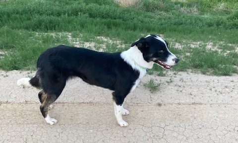 Dog For Adoption Brodie A Border Collie Mix In Colorado Springs Co Petfinder