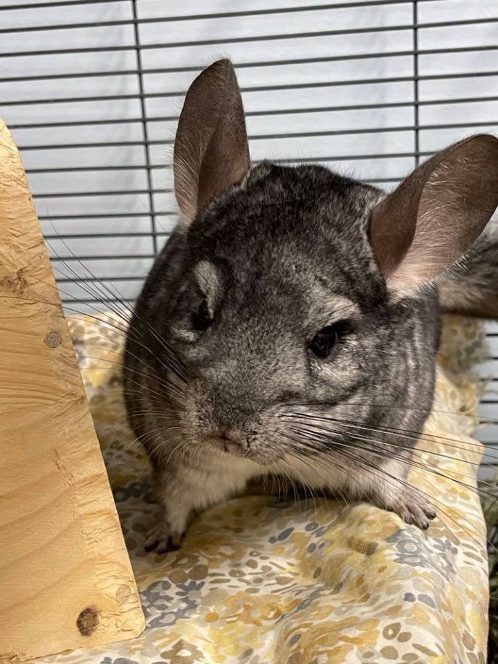 Chinchilla For Adoption - Chiara A Chinchilla In Edgewood Md Petfinder