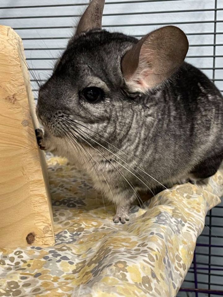Chinchilla For Adoption - Chiara A Chinchilla In Edgewood Md Petfinder