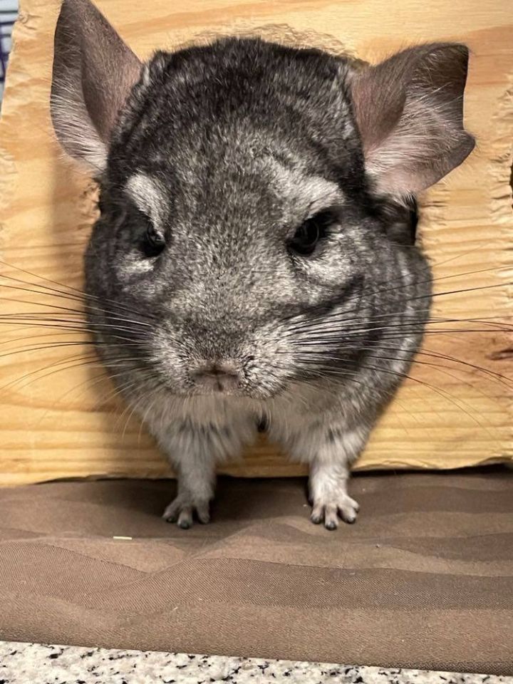 Chinchilla For Adoption - Chiara A Chinchilla In Edgewood Md Petfinder