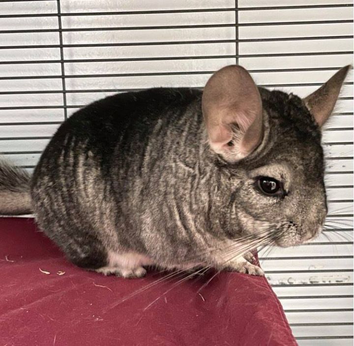 Chinchilla For Adoption - Chiara A Chinchilla In Edgewood Md Petfinder