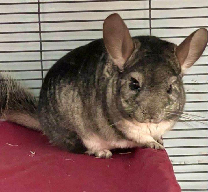 Chinchilla For Adoption - Chiara A Chinchilla In Edgewood Md Petfinder