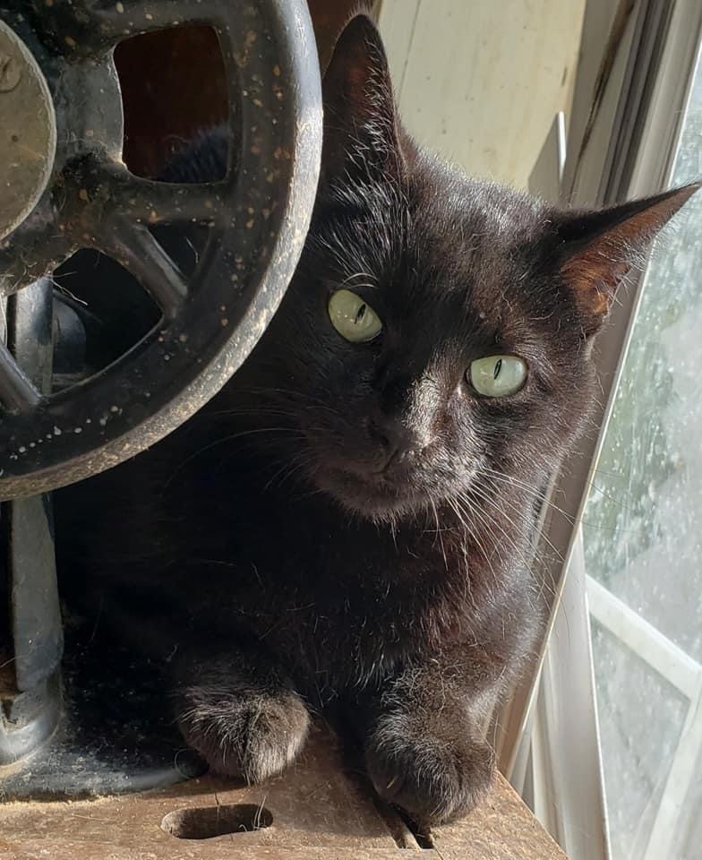 Cobi, an adoptable Domestic Short Hair in Scott, LA, 70583 | Photo Image 1