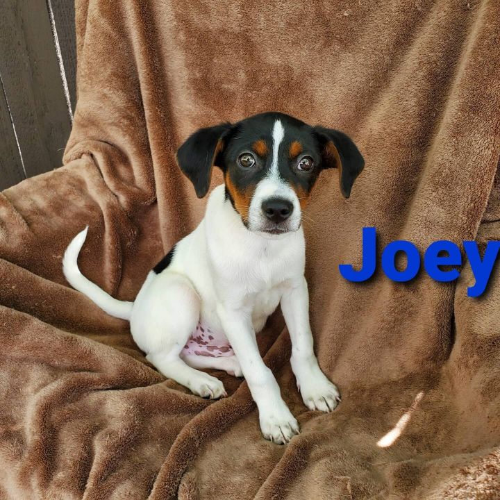 Joey 1