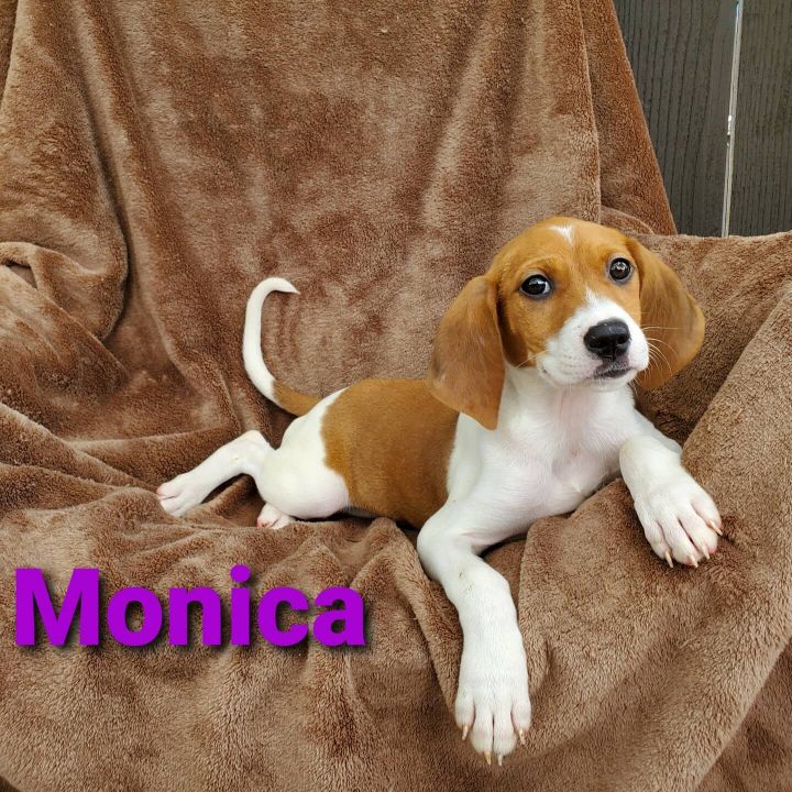 Monica 1