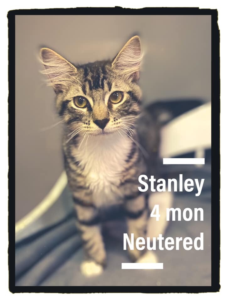 Stanley Kitty detail page