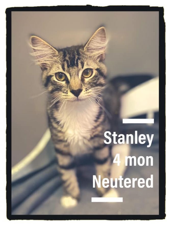 Stanley Kitty