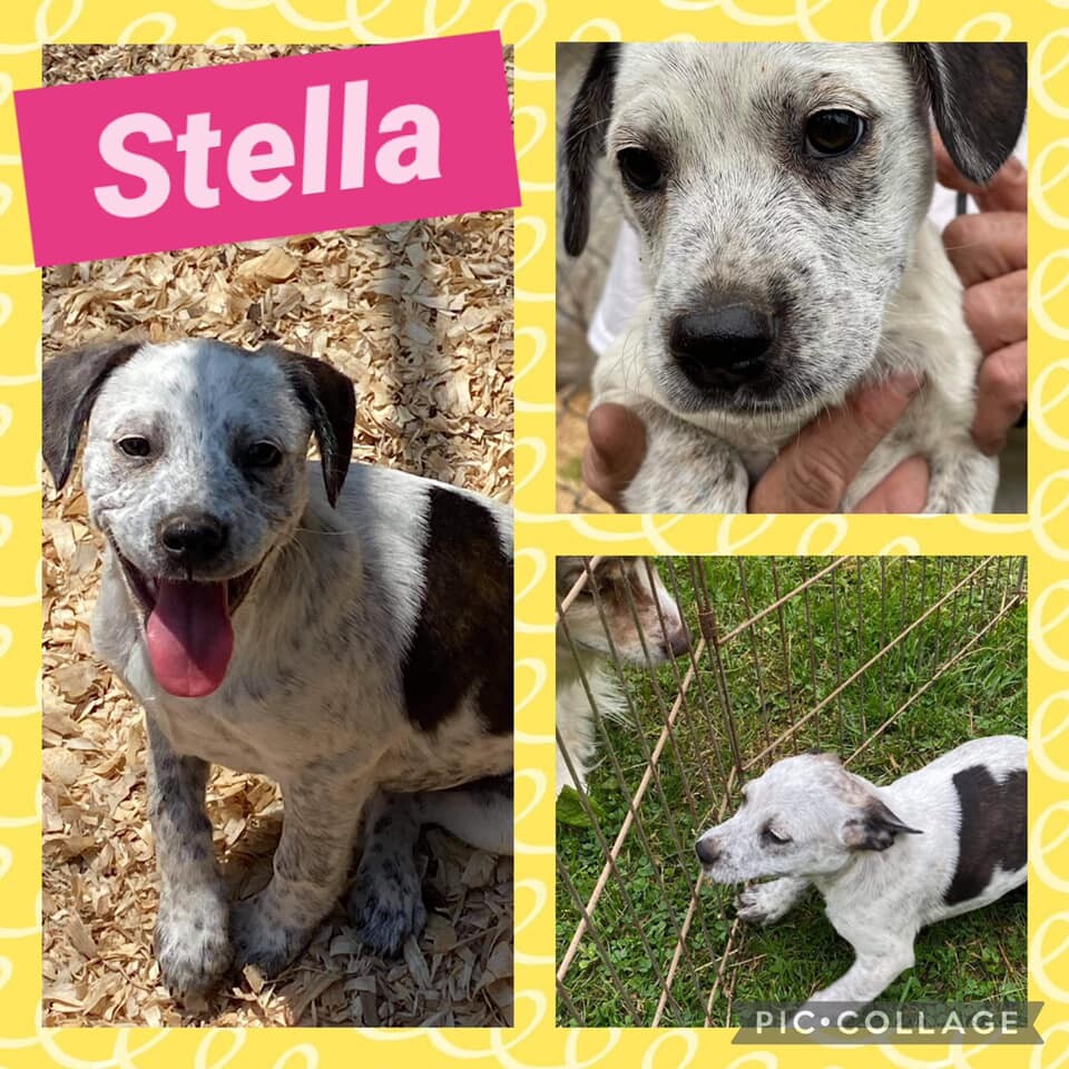 Stella Pup detail page