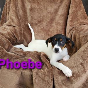 Phoebe