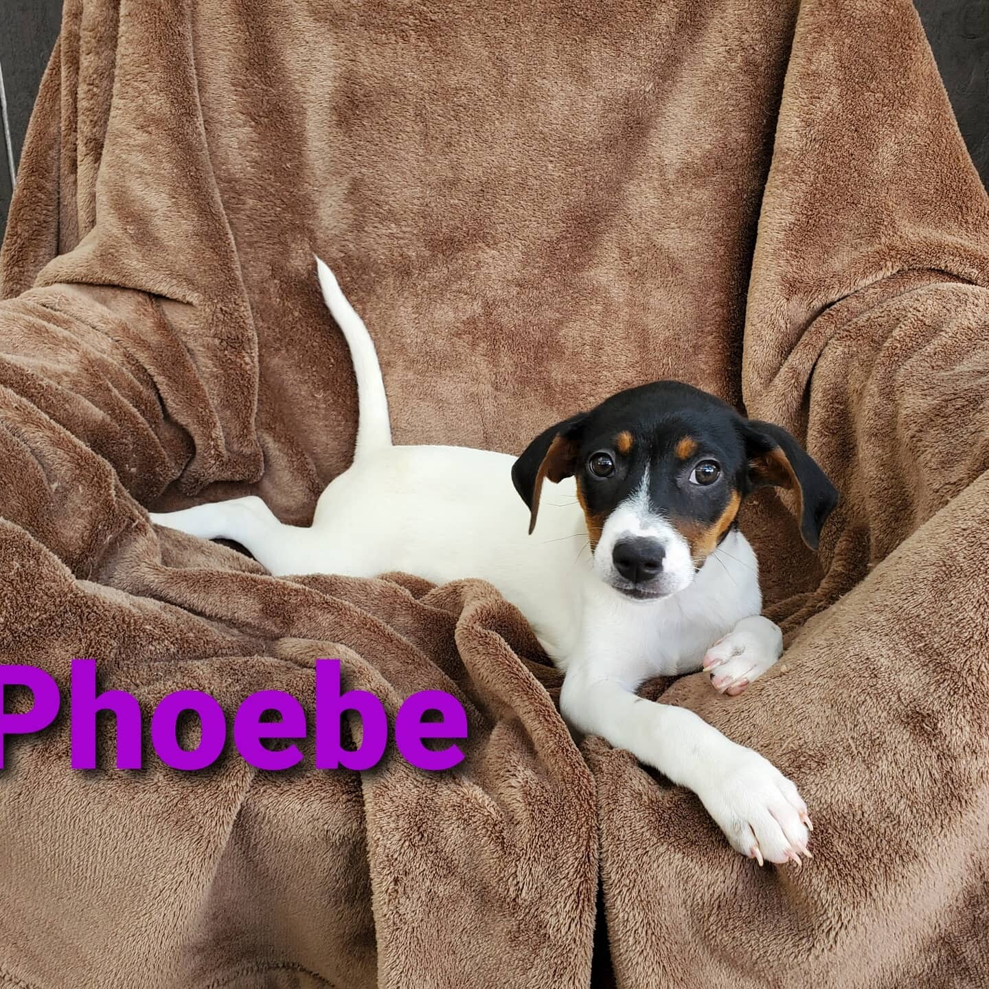 Phoebe detail page