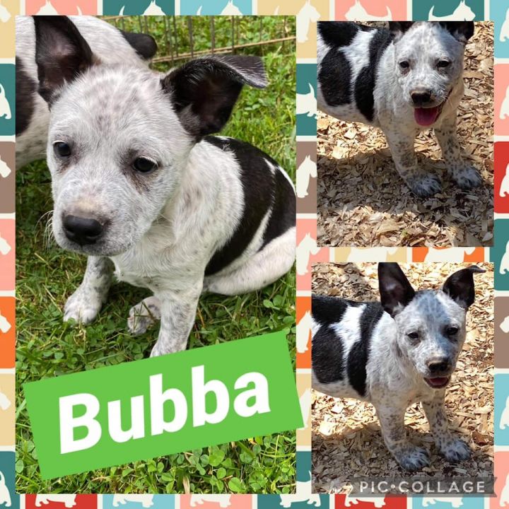 Bubba 1