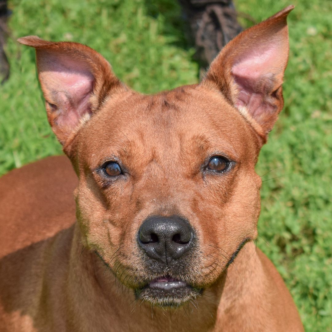 Rusty, an adoptable American Staffordshire Terrier, Cattle Dog in Huntley, IL, 60142 | Photo Image 1