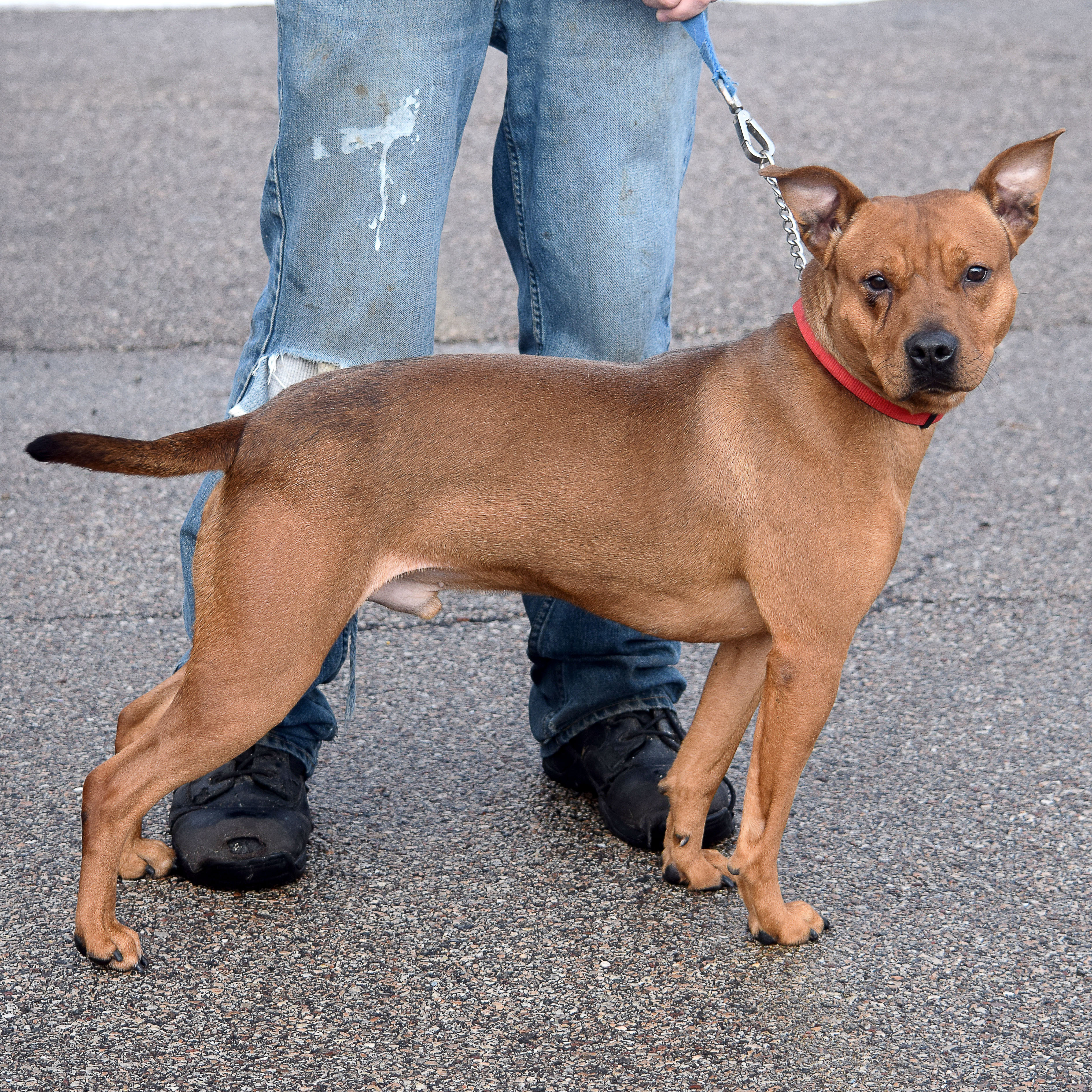 Rusty, an adoptable American Staffordshire Terrier, Cattle Dog in Huntley, IL, 60142 | Photo Image 2