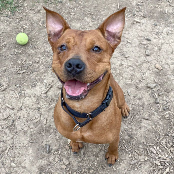 Rusty, an adoptable American Staffordshire Terrier, Cattle Dog in Huntley, IL, 60142 | Photo Image 3