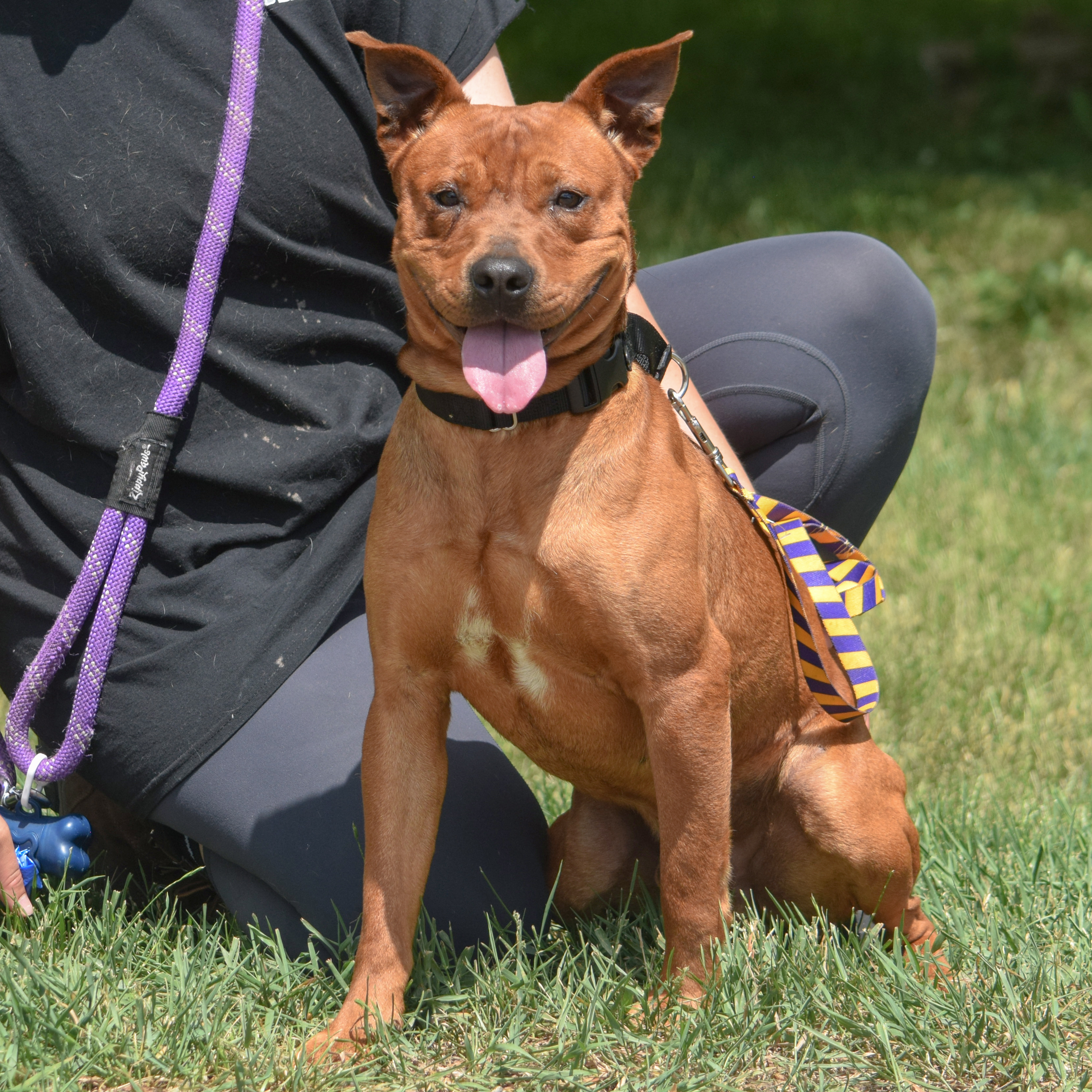 Rusty, an adoptable American Staffordshire Terrier, Cattle Dog in Huntley, IL, 60142 | Photo Image 4