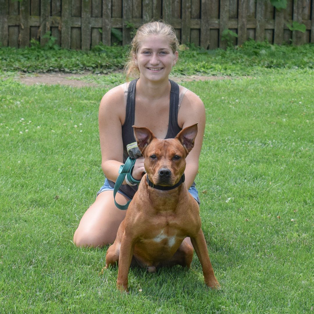 Rusty, an adoptable American Staffordshire Terrier, Cattle Dog in Huntley, IL, 60142 | Photo Image 5