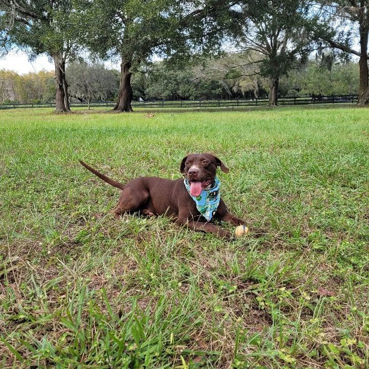 Parker, an adoptable Chocolate Labrador Retriever, Staffordshire Bull Terrier in Odessa, FL, 33556 | Photo Image 4