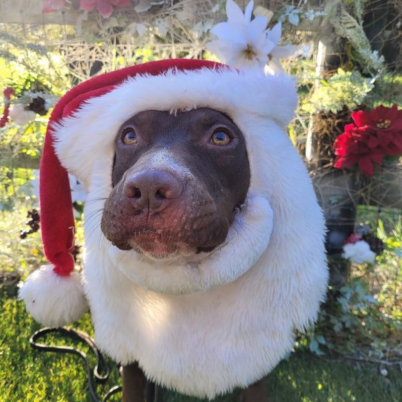 Parker, an adoptable Chocolate Labrador Retriever, Staffordshire Bull Terrier in Odessa, FL, 33556 | Photo Image 5