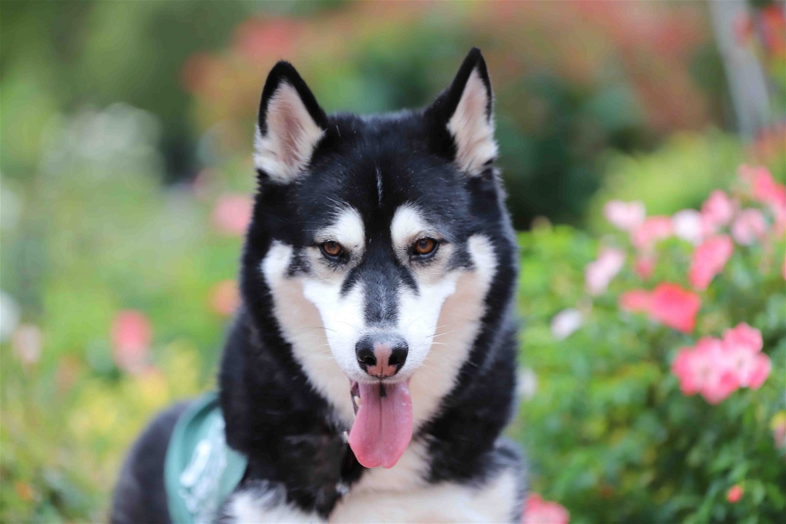 Prius, an adoptable Siberian Husky in Walnut Creek, CA, 94598 | Photo Image 1