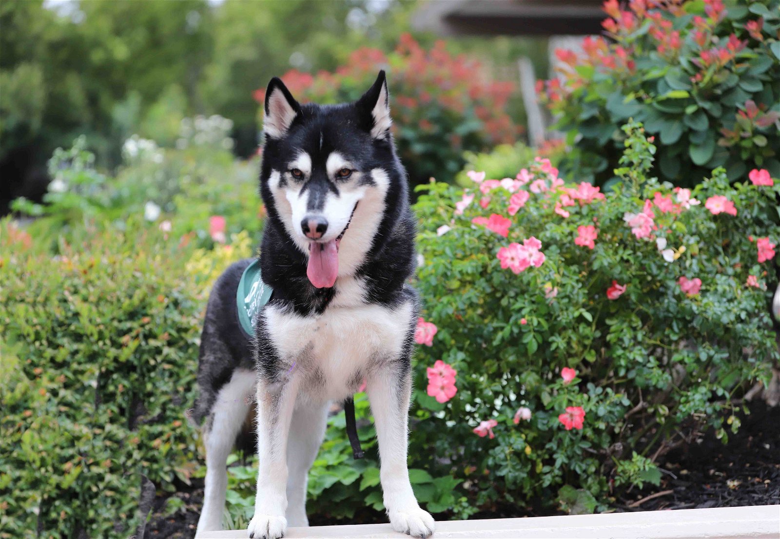 Prius, an adoptable Siberian Husky in Walnut Creek, CA, 94598 | Photo Image 2