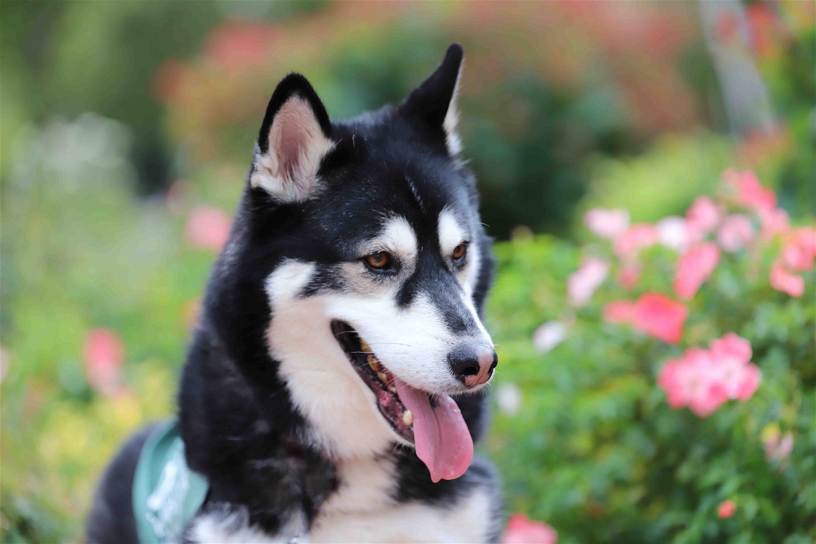 Prius, an adoptable Siberian Husky in Walnut Creek, CA, 94598 | Photo Image 3