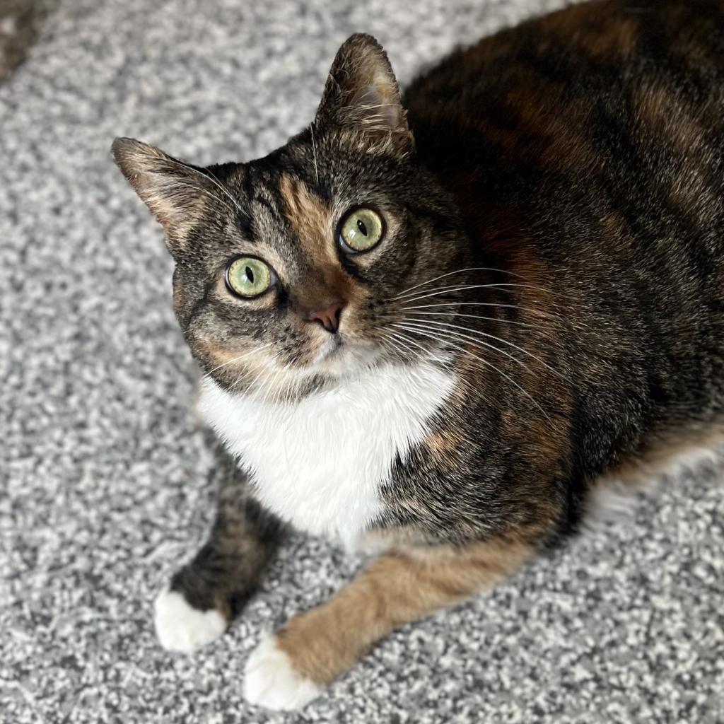 Layla, an adoptable Domestic Short Hair in Cumming, GA, 30040 | Photo Image 1