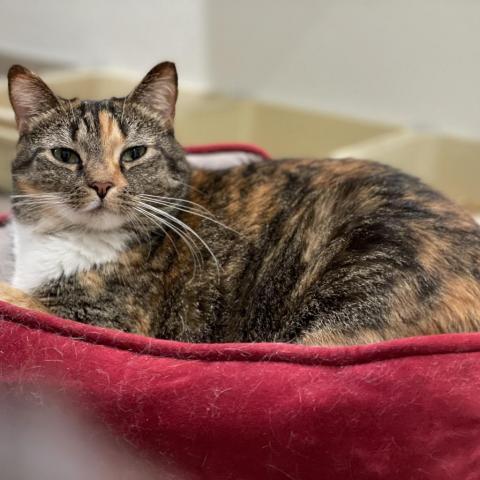 Layla, an adoptable Domestic Short Hair in Cumming, GA, 30040 | Photo Image 3