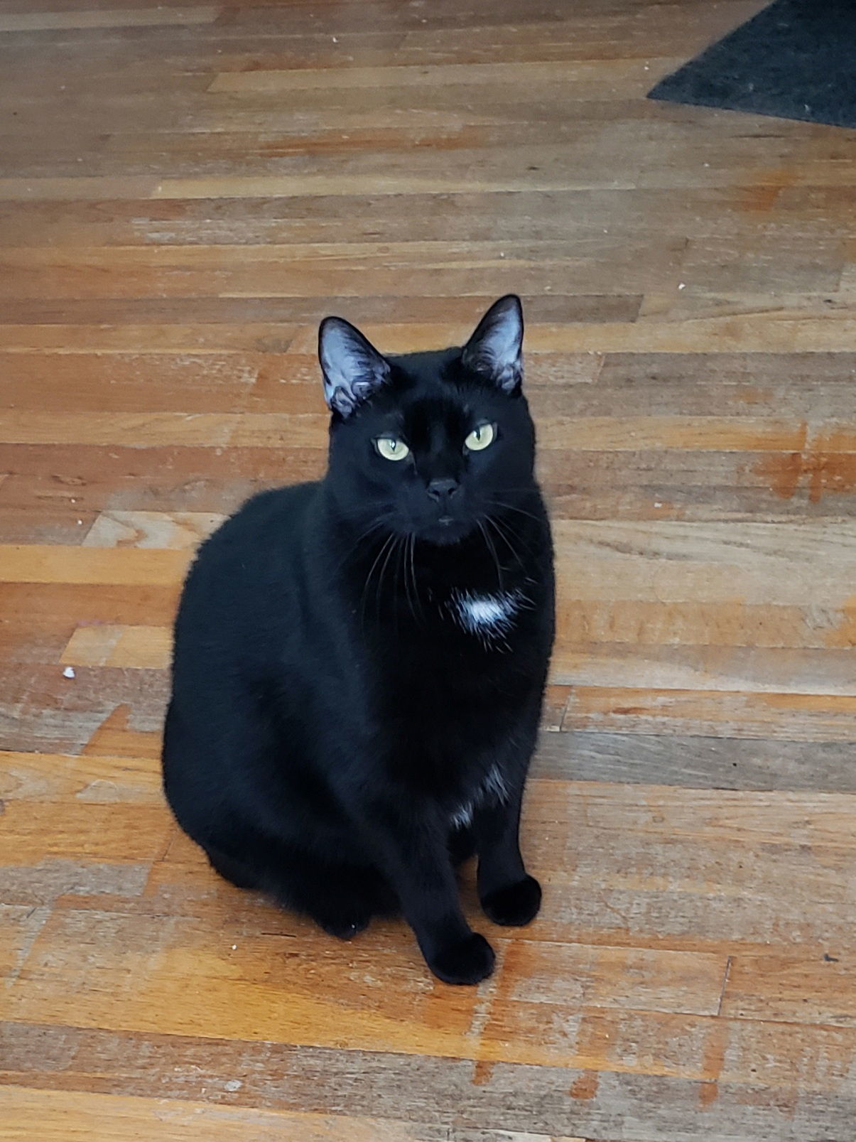 Stoli, an adoptable Domestic Short Hair in Cincinnati, OH, 45206 | Photo Image 1