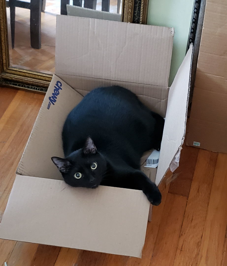 Stoli, an adoptable Domestic Short Hair in Cincinnati, OH, 45206 | Photo Image 2