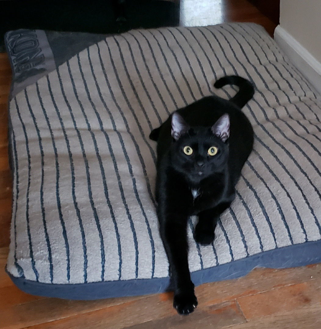 Stoli, an adoptable Domestic Short Hair in Cincinnati, OH, 45206 | Photo Image 3