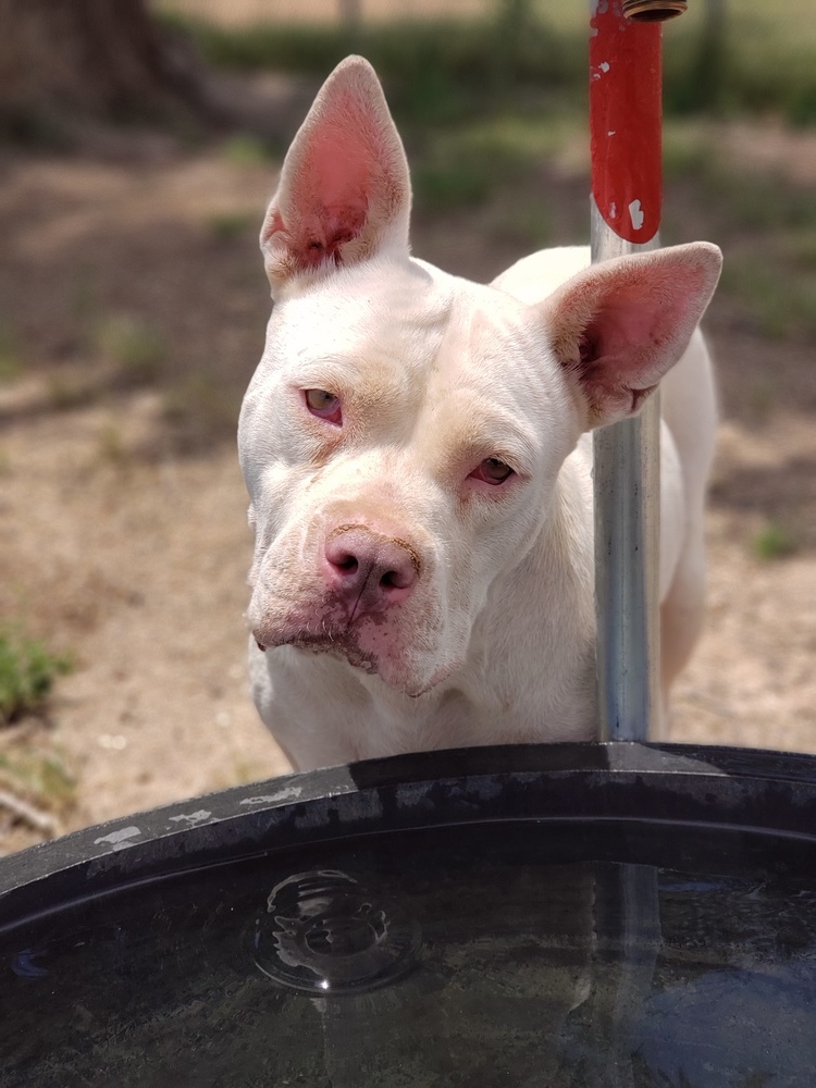 Aspen, an adoptable American Bulldog, Pit Bull Terrier in Crosbyton, TX, 79322 | Photo Image 1