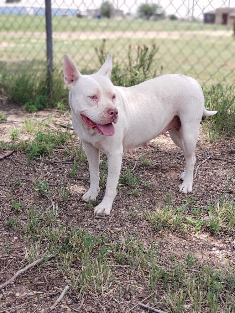 Aspen, an adoptable American Bulldog, Pit Bull Terrier in Crosbyton, TX, 79322 | Photo Image 2