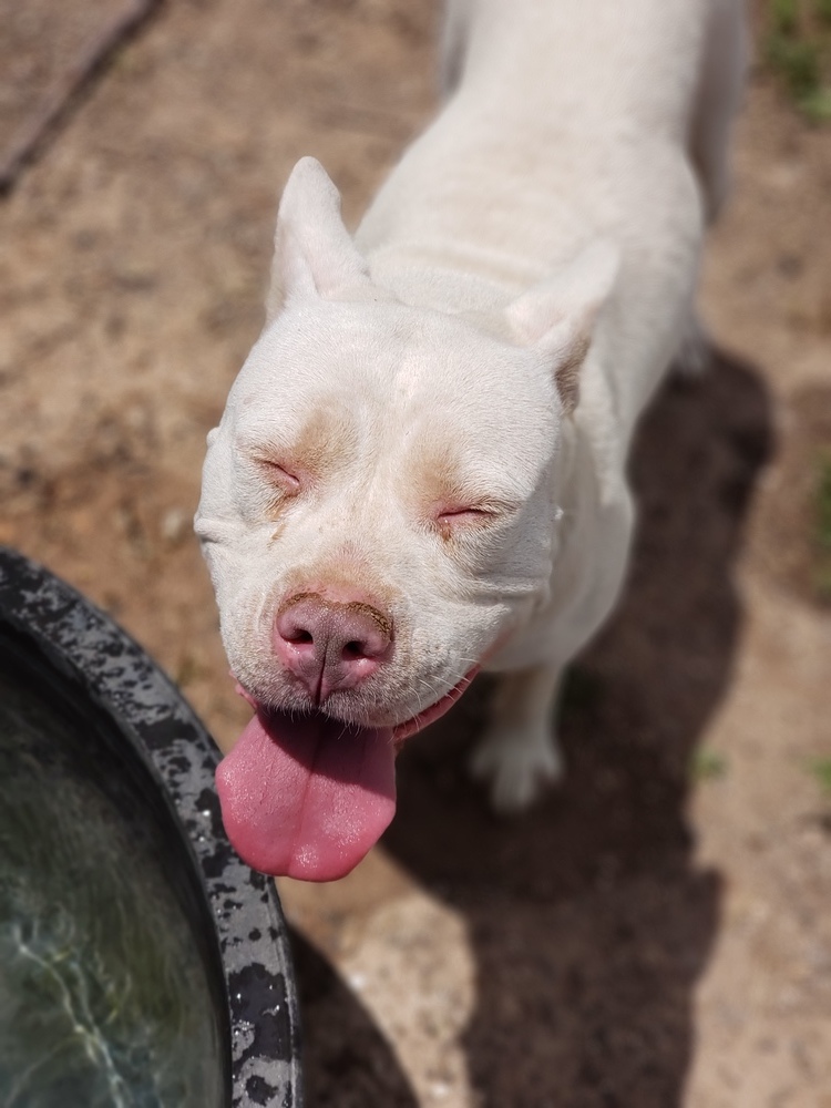Aspen, an adoptable American Bulldog, Pit Bull Terrier in Crosbyton, TX, 79322 | Photo Image 3