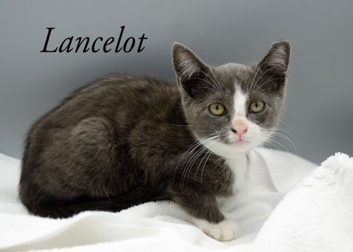 Lancelot 2