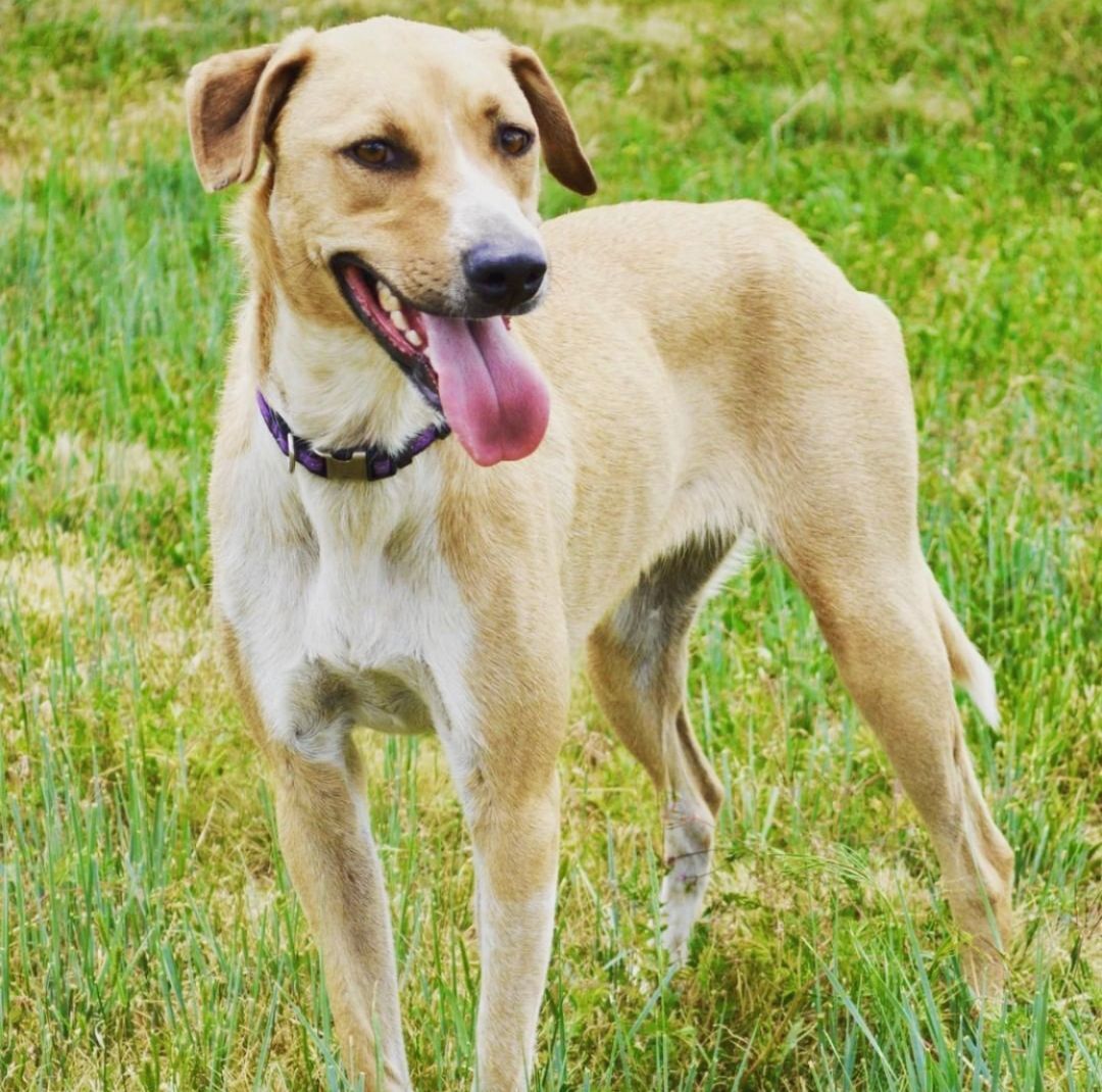 yellow lab greyhound mix