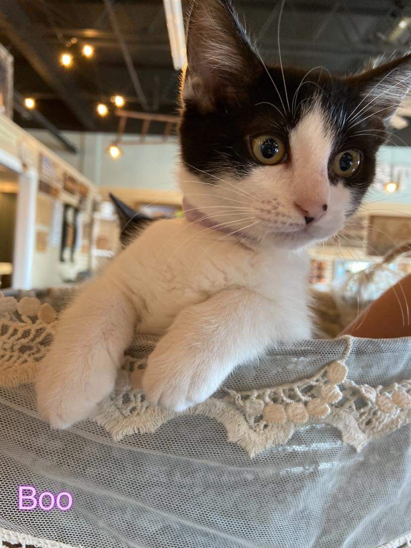 Boo, an adoptable Domestic Short Hair in Maitland, FL, 32794 | Photo Image 2