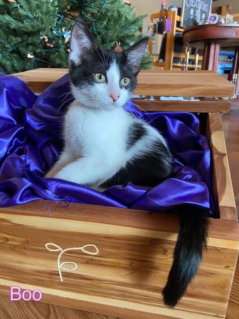 Boo, an adoptable Domestic Short Hair in Maitland, FL, 32794 | Photo Image 6