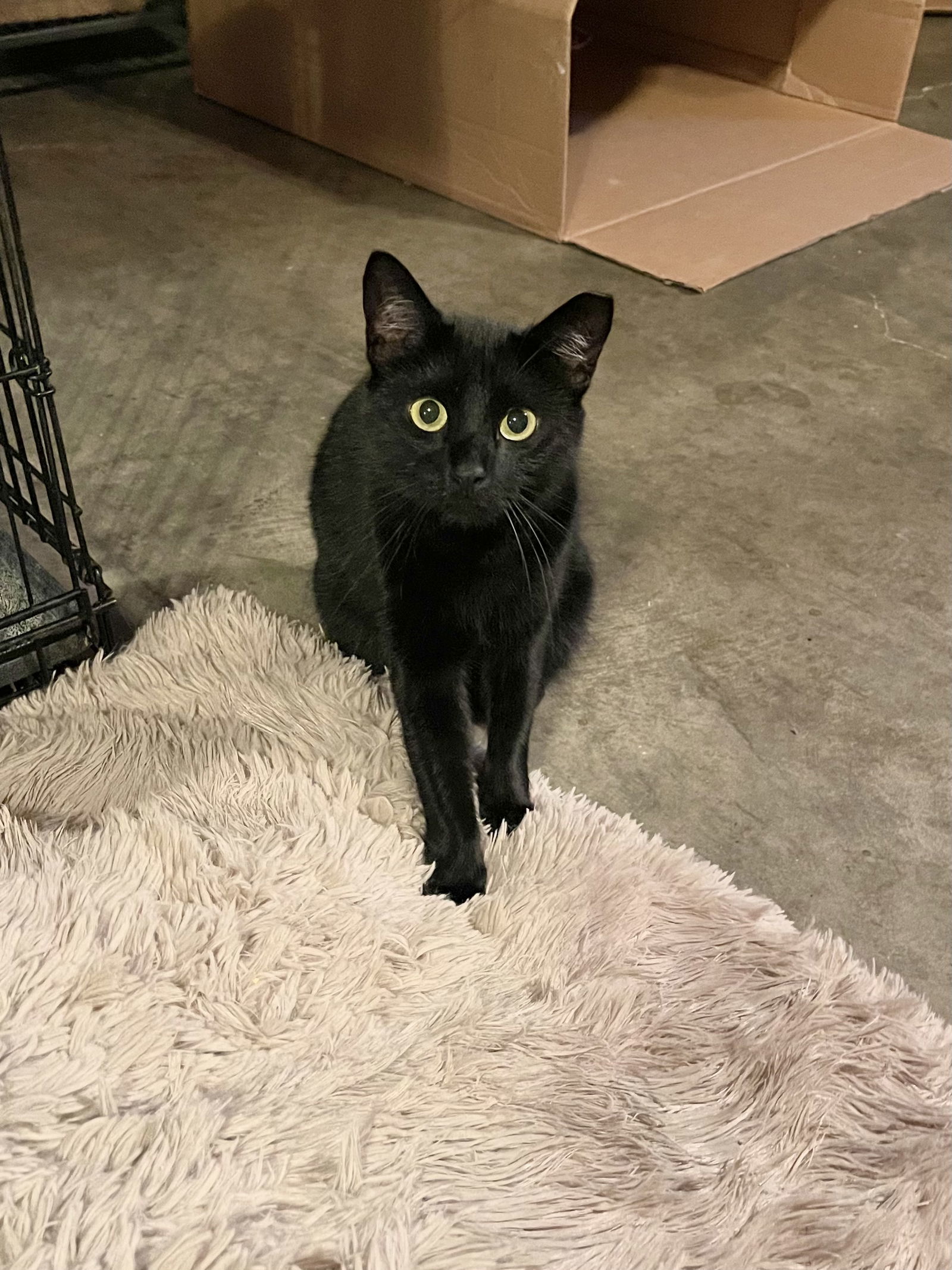 Coraline, an adoptable Domestic Short Hair in Hammond, LA, 70403 | Photo Image 1