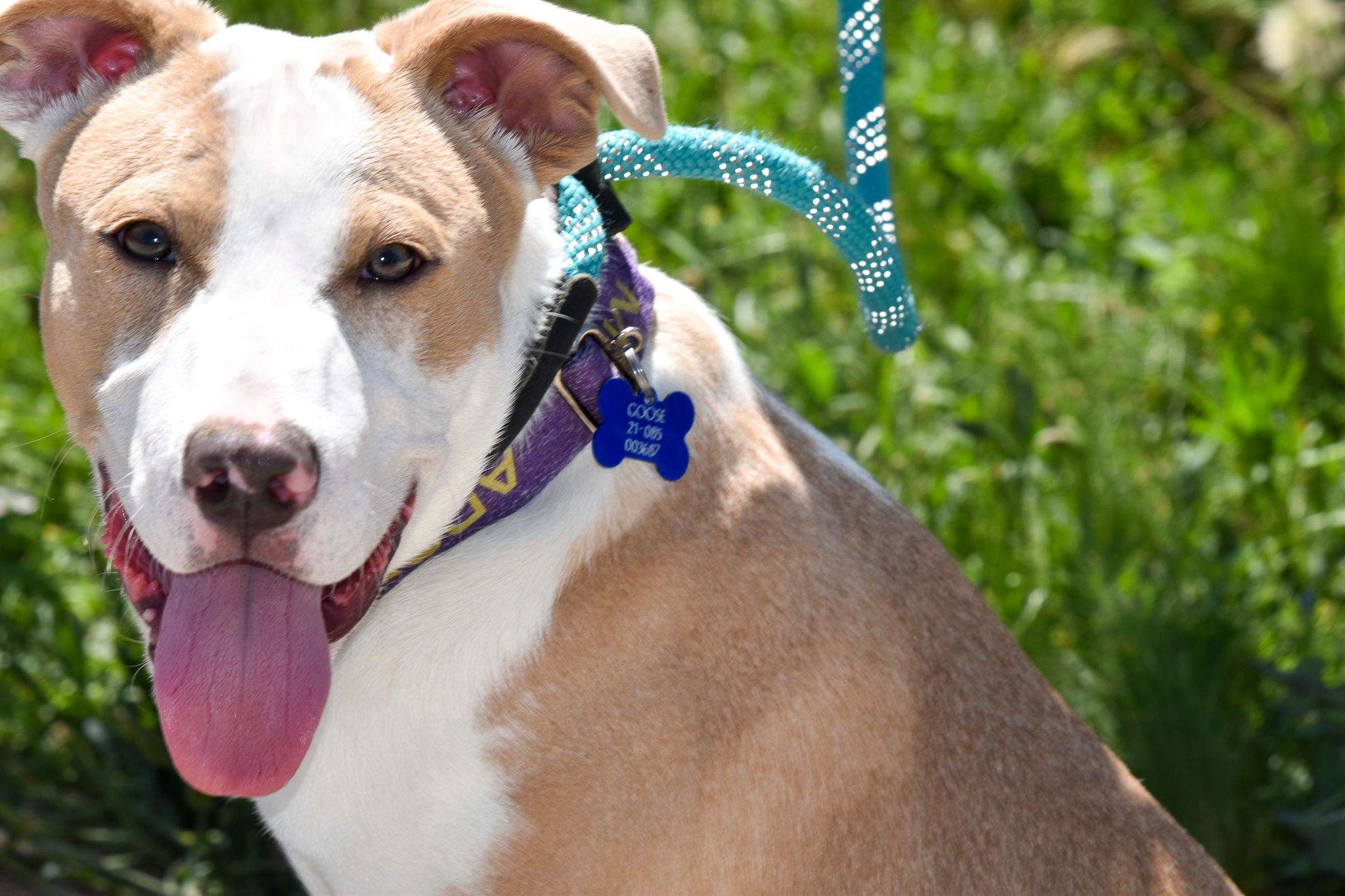 Goose, an adoptable Pit Bull Terrier, Bull Terrier in Pueblo, CO, 81001 | Photo Image 2