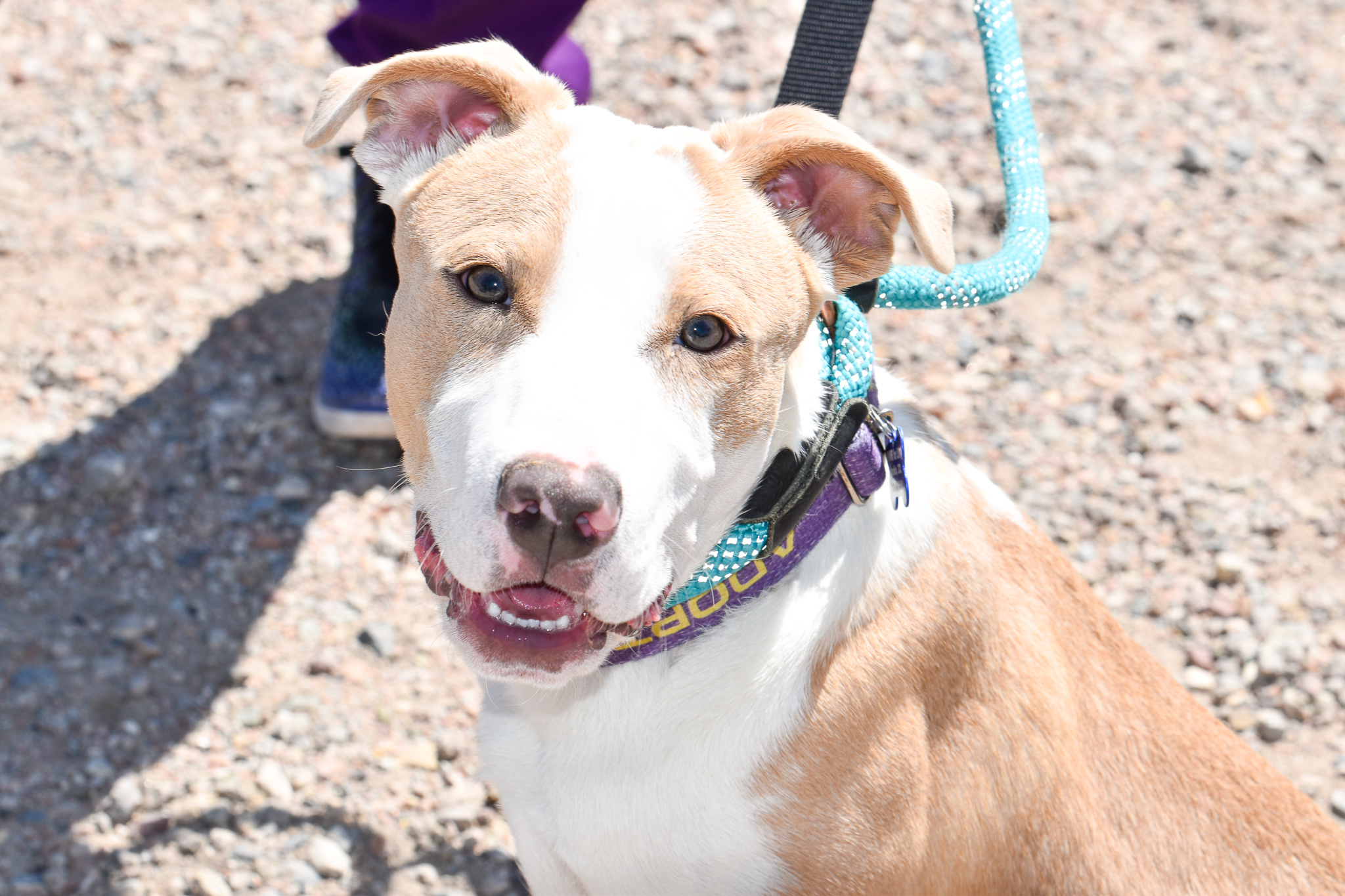 Goose, an adoptable Pit Bull Terrier, Bull Terrier in Pueblo, CO, 81001 | Photo Image 4