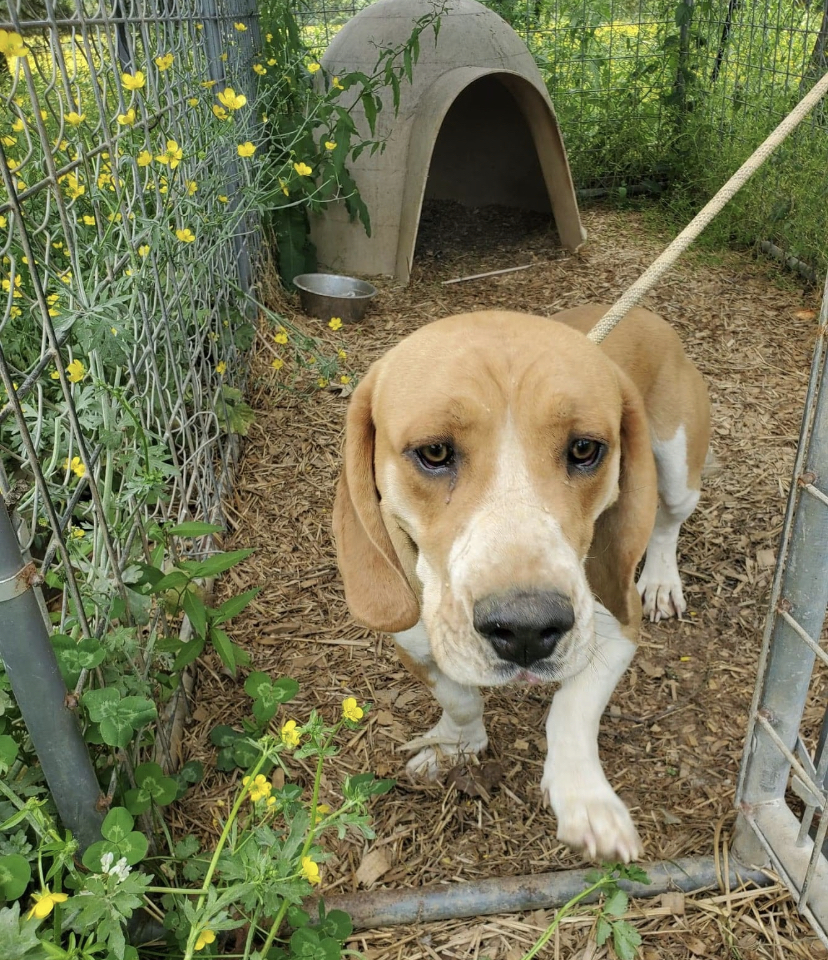 Amos, an adoptable Basset Hound in Zimmerman, MN, 55398 | Photo Image 2