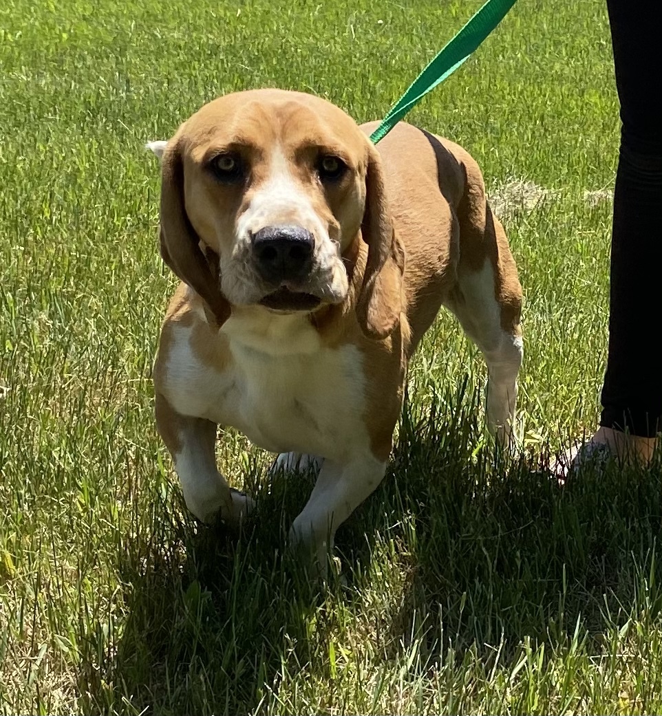 Amos, an adoptable Basset Hound in Zimmerman, MN, 55398 | Photo Image 3