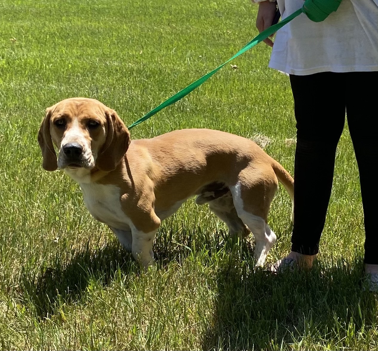Amos, an adoptable Basset Hound in Zimmerman, MN, 55398 | Photo Image 1