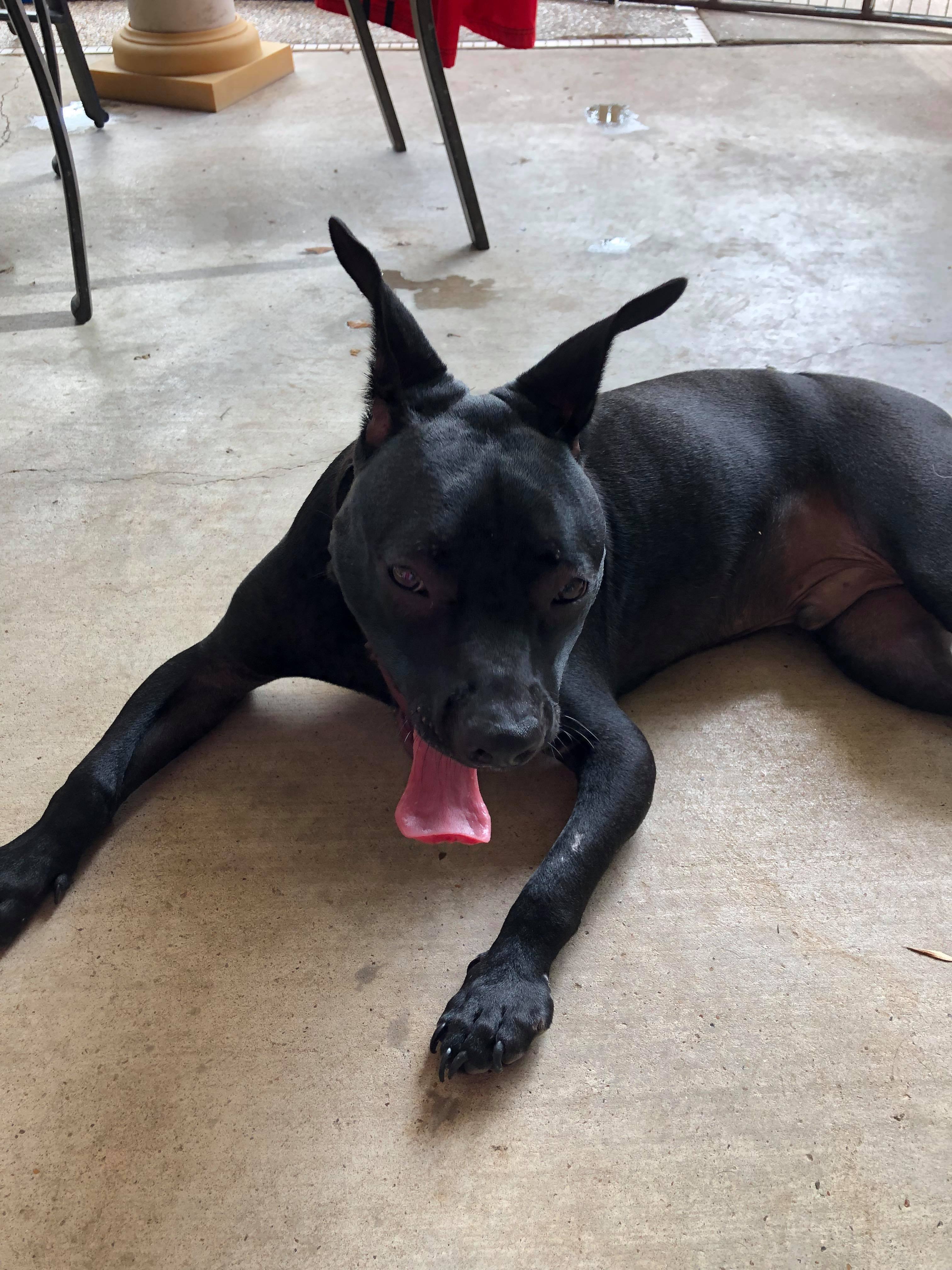 SAMSON, an adoptable Pit Bull Terrier in Orange, TX, 77632 | Photo Image 2