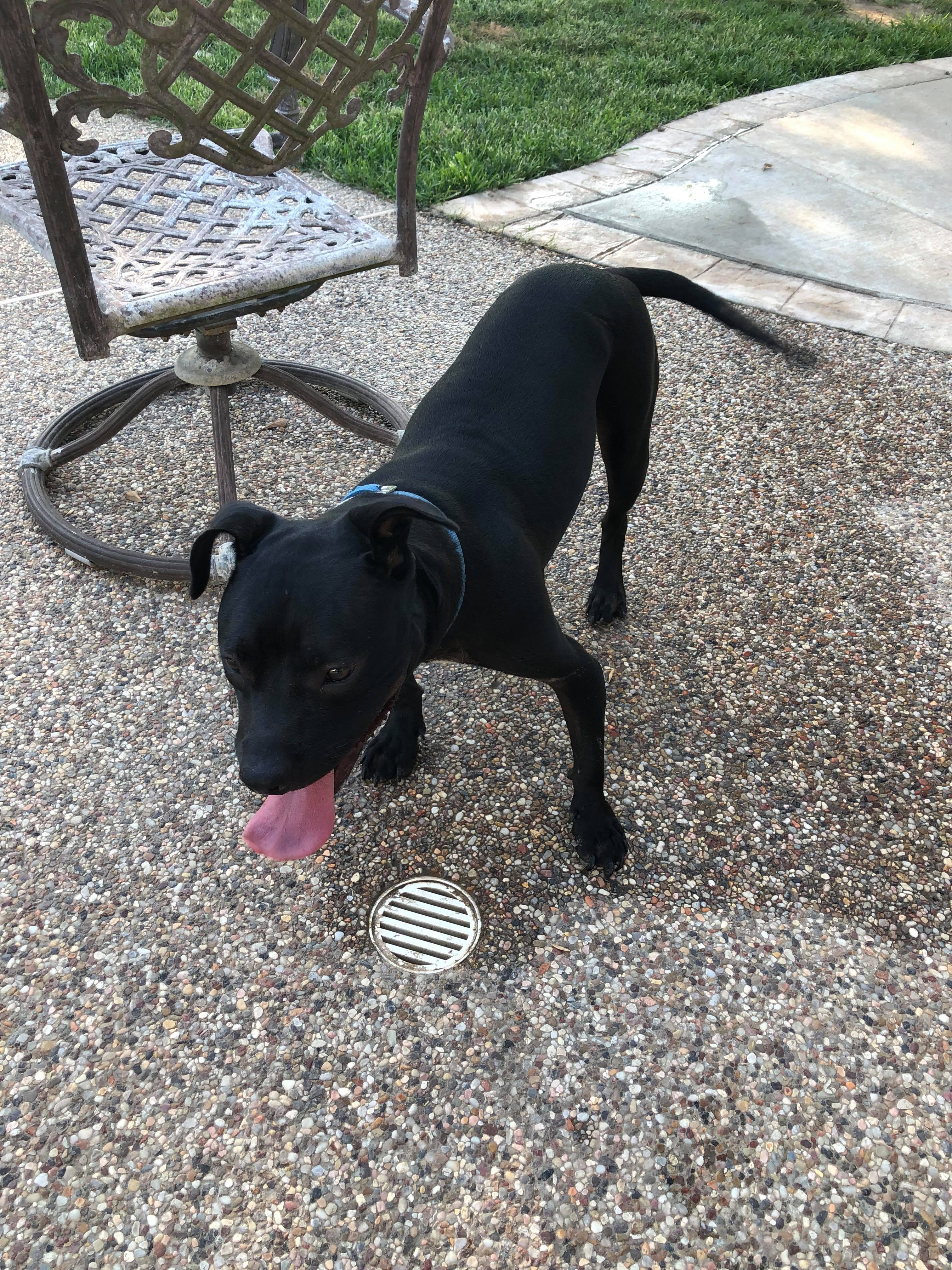 SAMSON, an adoptable Pit Bull Terrier in Orange, TX, 77632 | Photo Image 3