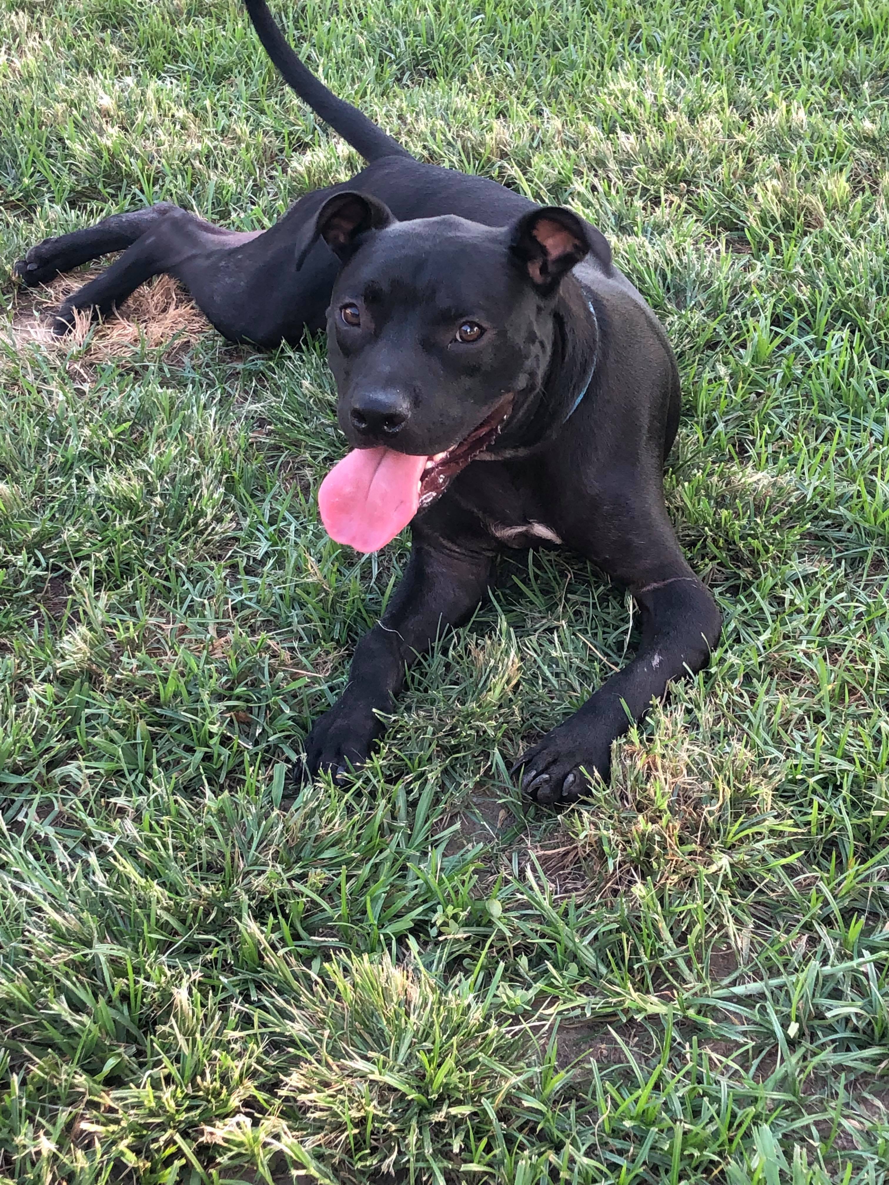 SAMSON, an adoptable Pit Bull Terrier in Orange, TX, 77632 | Photo Image 4