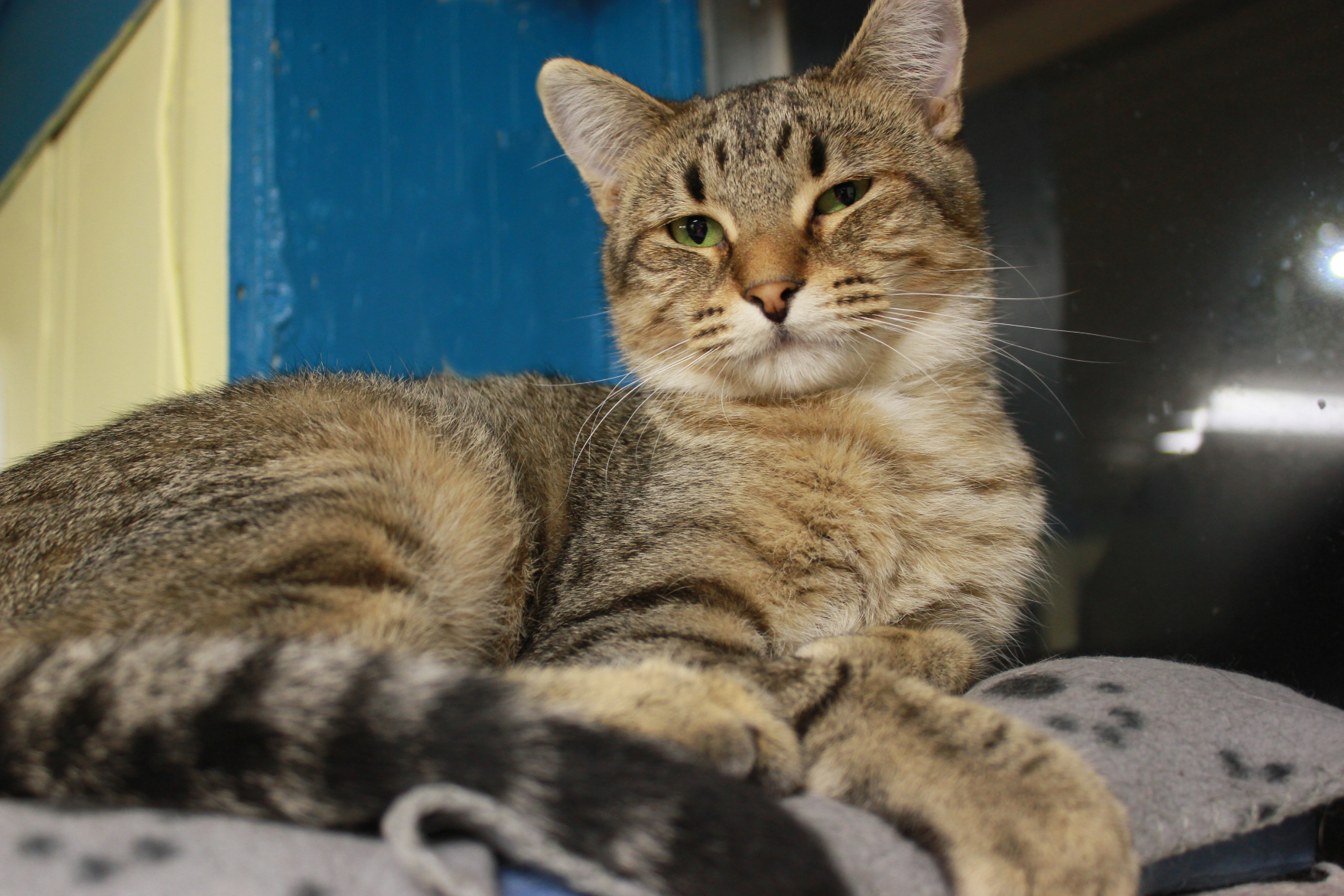 Tina, an adoptable Domestic Short Hair, Tabby in New Richmond, WI, 54017 | Photo Image 2
