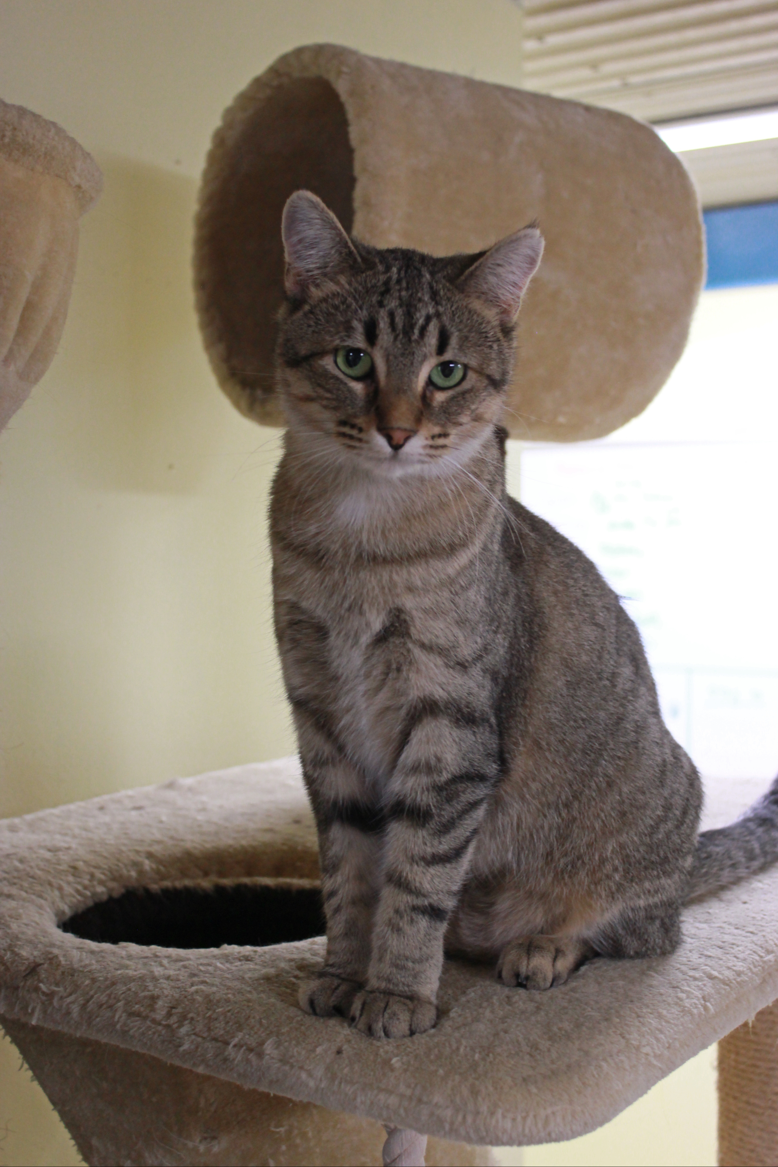 Tina, an adoptable Domestic Short Hair, Tabby in New Richmond, WI, 54017 | Photo Image 1